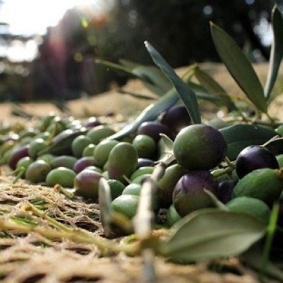 Guía de oleoturismo en la provincia de Córdoba, España: rutas, catas y experiencias