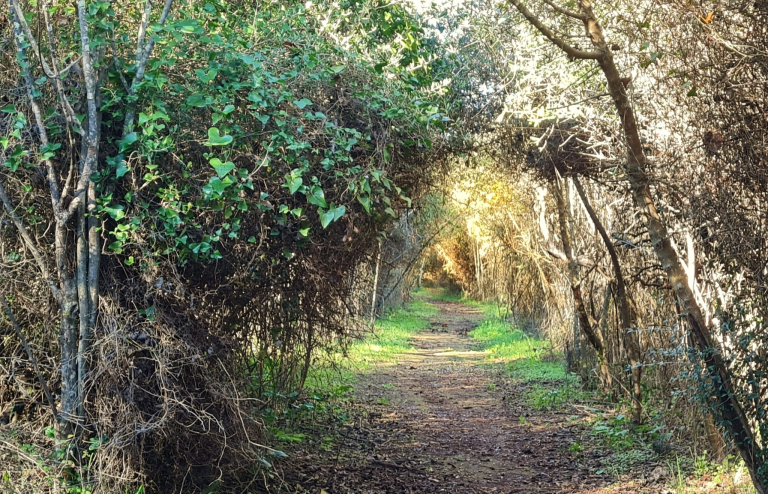 El bosque encantado