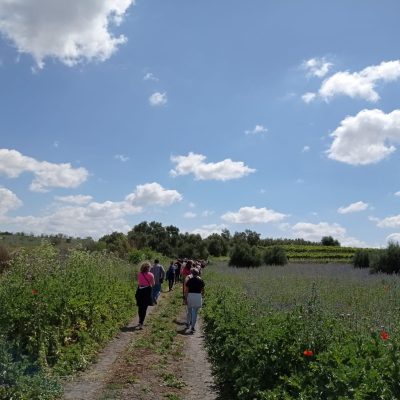Qué ver en la Campiña Sur Cordobesa: guía completa de una comarca que huele a vino y a historia