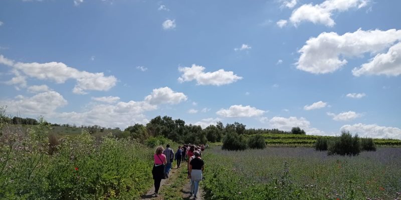 Qué ver en la Campiña Sur Cordobesa: guía completa de una comarca que huele a vino y a historia